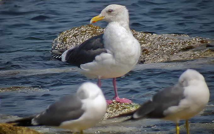 Slaty-backed Gull