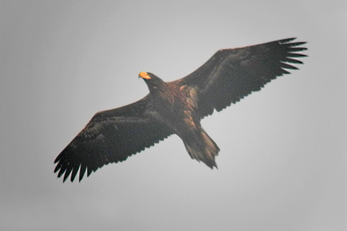 Steller's Sea Eagle