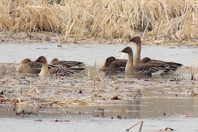 Taiga Bean Goose
