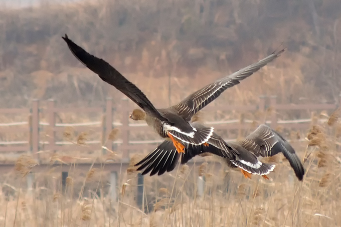 Taiga Bean Goose