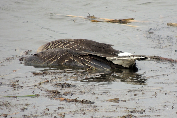 Taiga Bean Goose