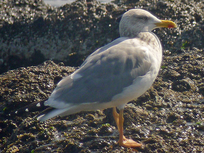Taimyr Gull