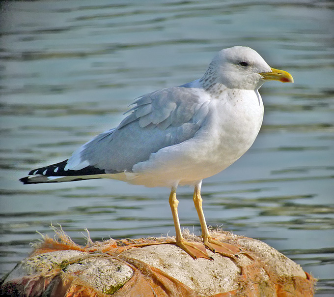 Taimyr Gull