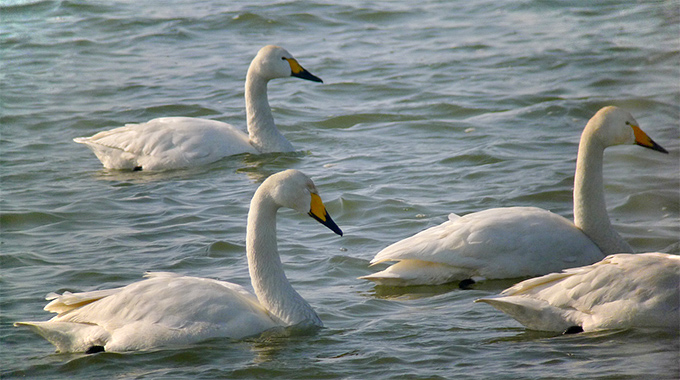 Tundra Swan and Whooper Swan