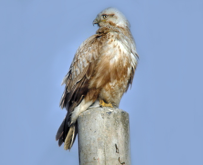Upland Buzzard