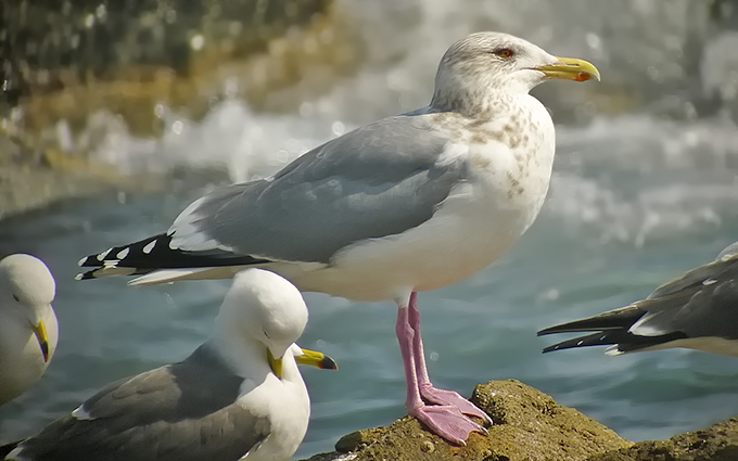 Vega Gull