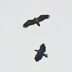 White-tailed Eagle and Steller's Sea Eagle