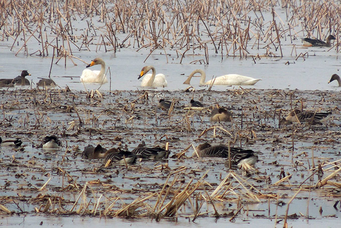 Whooper Swan & Taiga Bean Goose