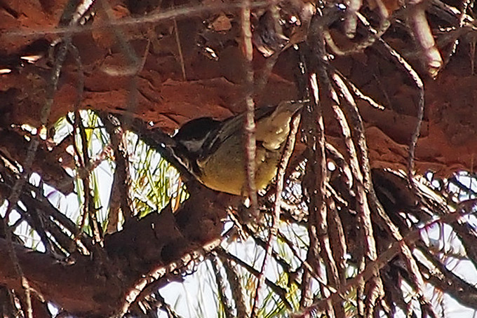 Yellow-bellied Tit