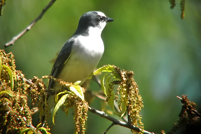 Ashy Minivet