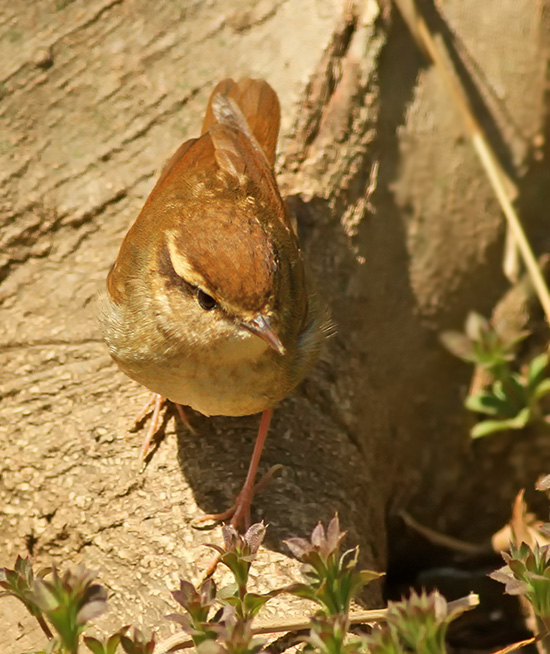Asian Stubtail