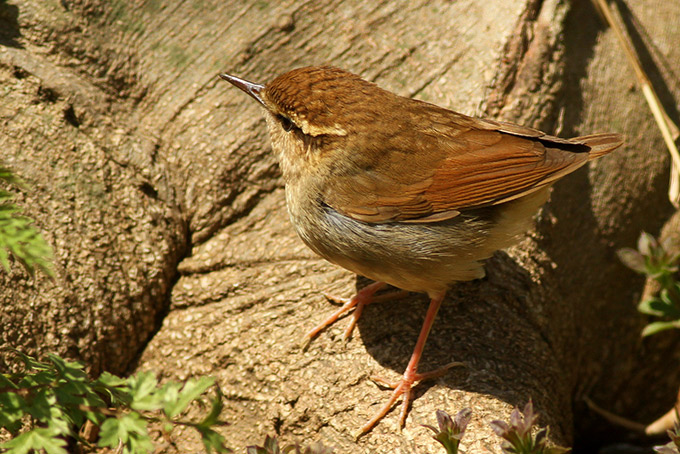 Asian Stubtail