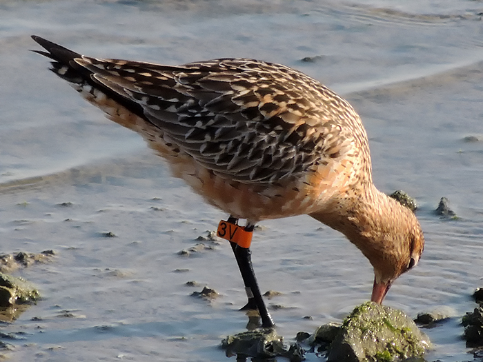Bar-tailed Godwit