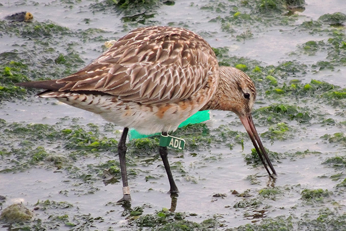 Bar-tailed Godwit