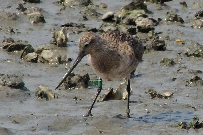 Bar-tailed Godwit