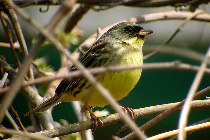 Black-faced Bunting