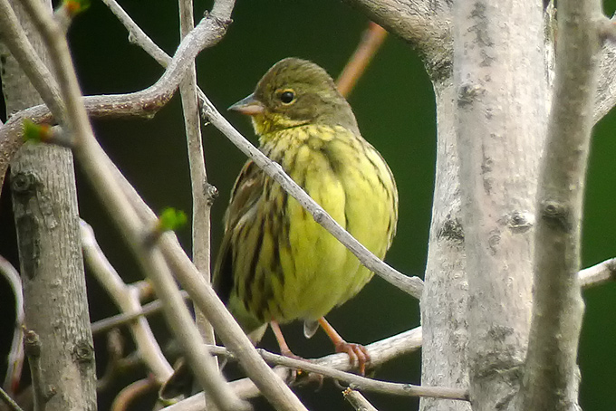 Black-faced Bunting