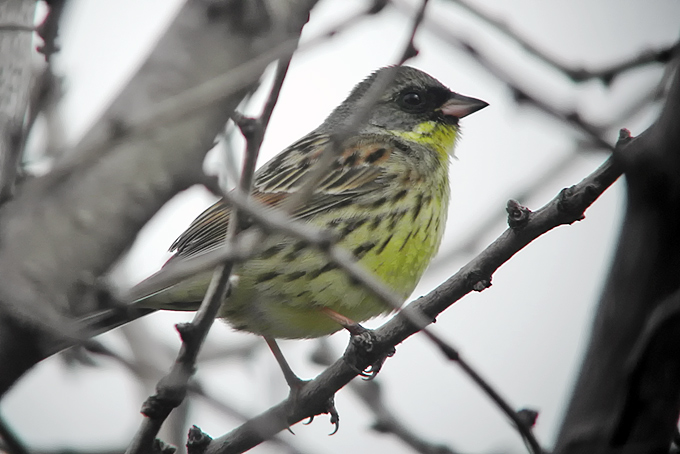 Black-faced Bunting