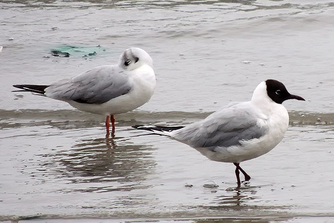 Black-headed Gull