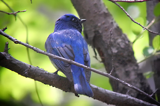 Blue-and-white Flycatcher