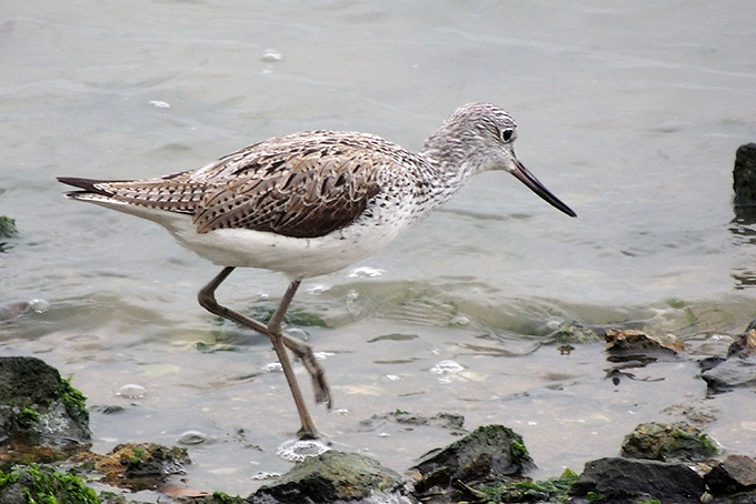 Common Greenshank
