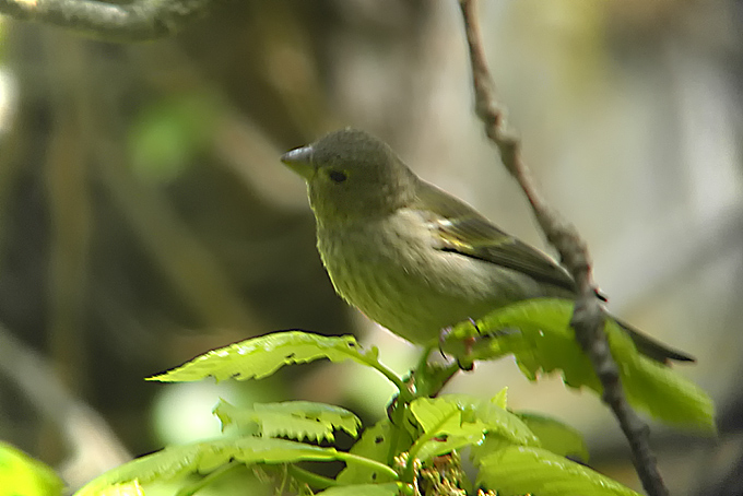 Narcissus Flycatcher
