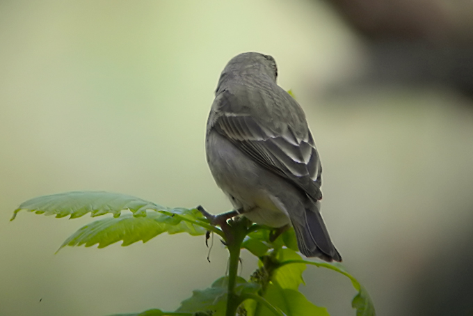 Narcissus Flycatcher