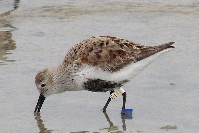 Dunlin