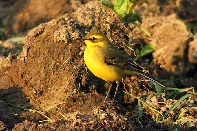 Eastern Yellow Wagtail