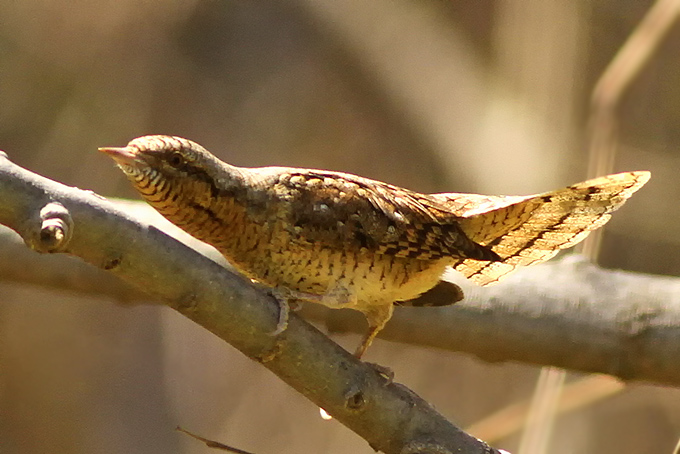 Eurasian Wryneck