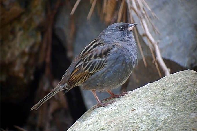 Grey Bunting