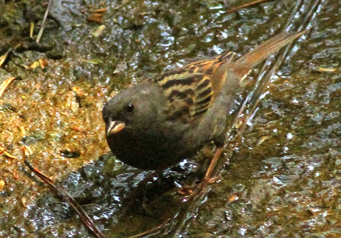 Grey Bunting