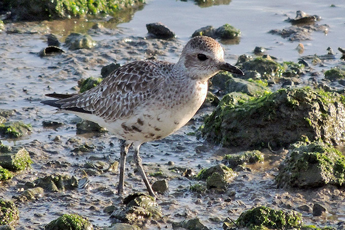 Grey Plover
