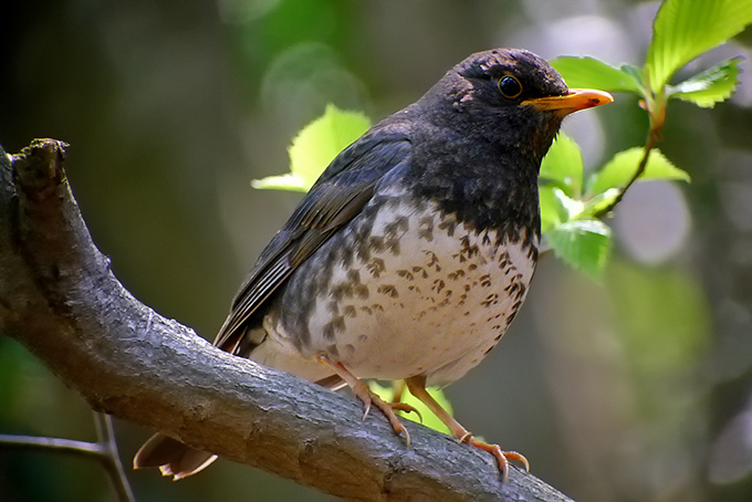 Grey Thrush