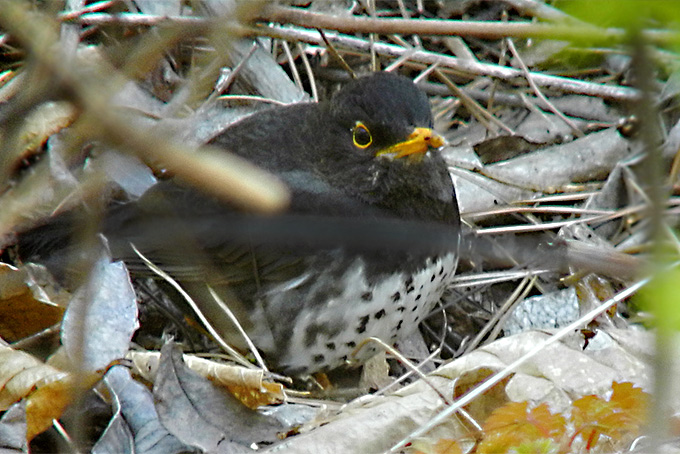 Japanese Robin