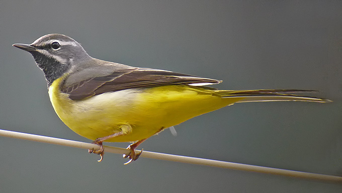 Grey Wagtail