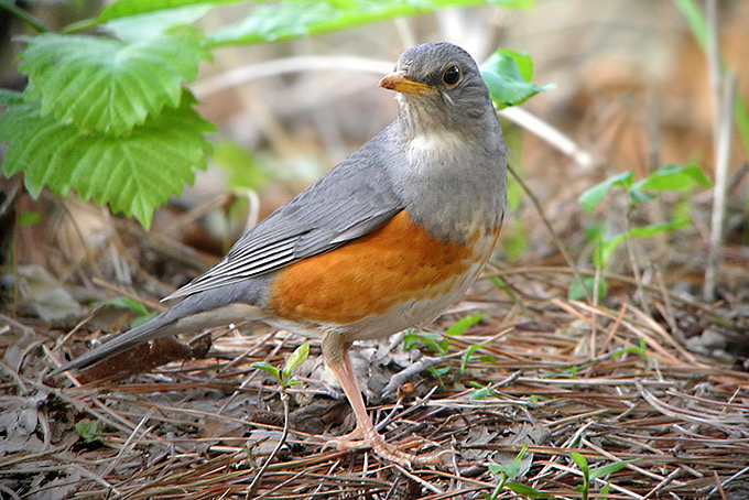 Grey-backed Thrush