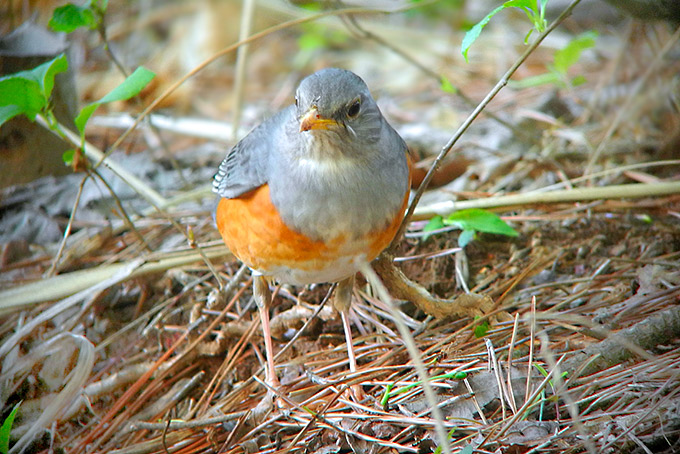 Grey-backed Thrush