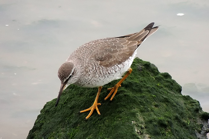 Grey-tailed Tattler