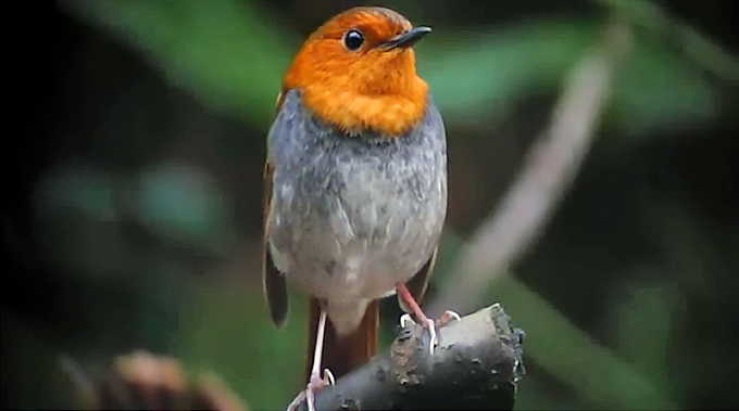 Japanese Robin