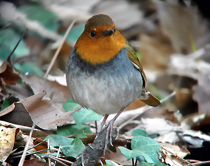 Japanese Robin