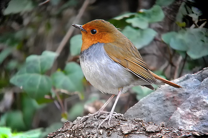Japanese Robin