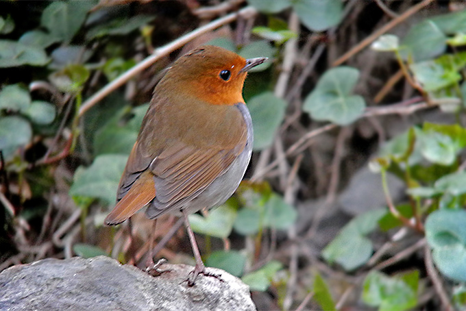 Japanese Robin