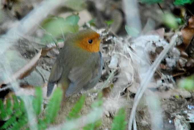 Japanese Robin