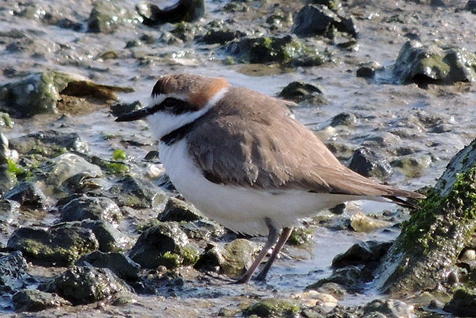 Kentish Plover