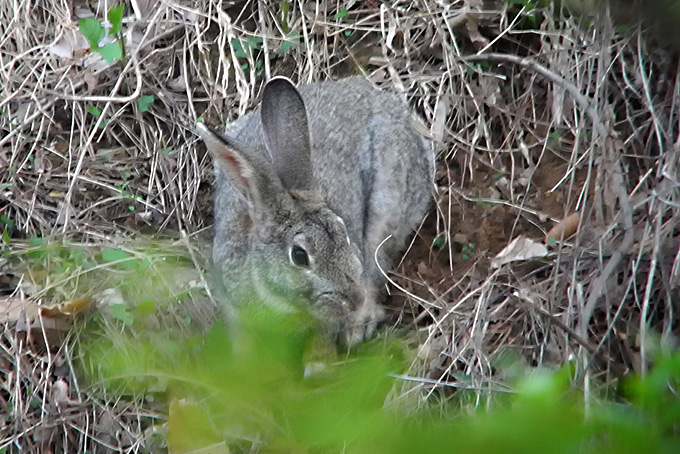 Korean Hare