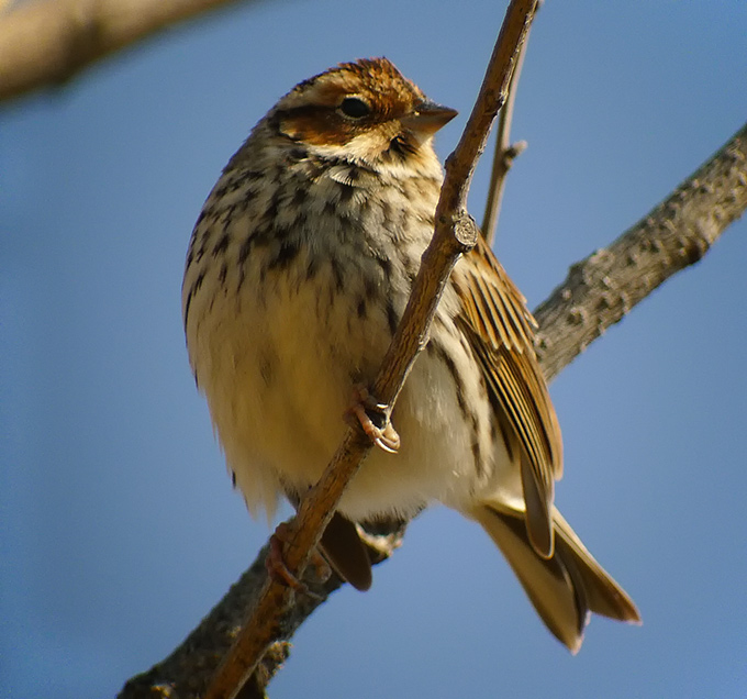 Little Bunting