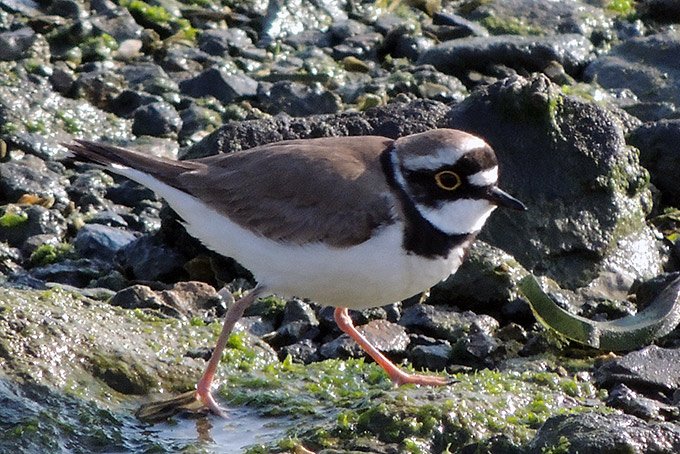 Little Ringed Plover