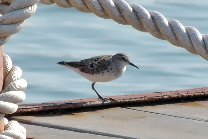 Little Stint