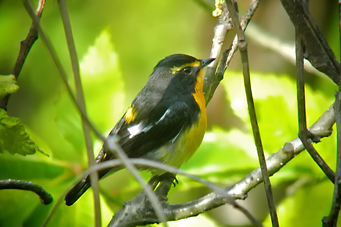 Narcissus Flycatcher